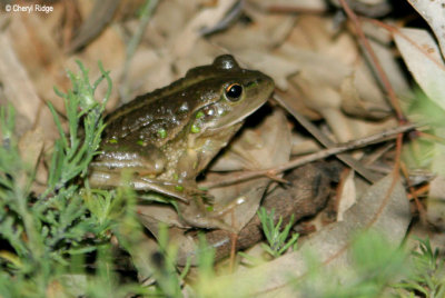 8288- Southern Bell Frog