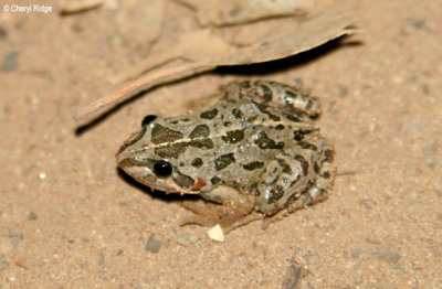 8293- Barking Marsh Frog