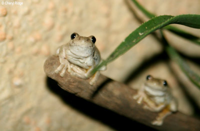 8299- frogs at Kulcurna