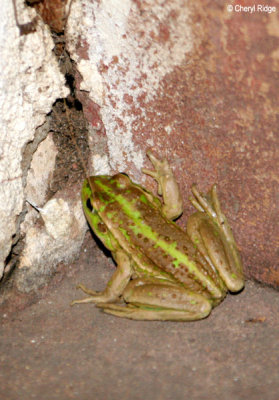 8311- Southern Bell Frog