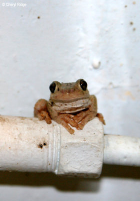 8321- Frog at Kulcurna