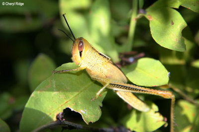 8409- yellow grasshopper