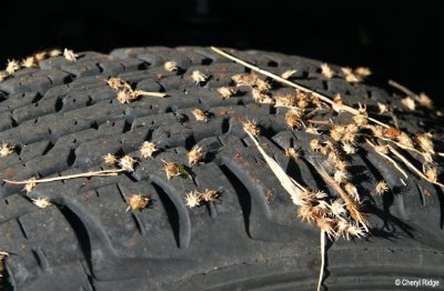 8184- prickles in car tyre