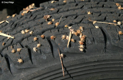 8185- prickles in car tyre