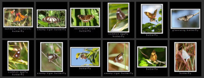 fraserotherwildlife1.jpg