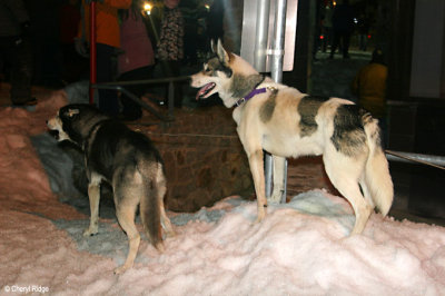 0488 sled dogs