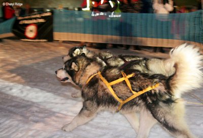 0549 sled dogs, Malamutes