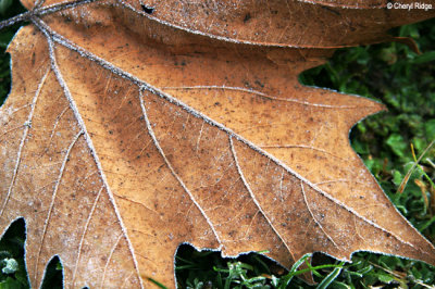 0391b- frosty leaf