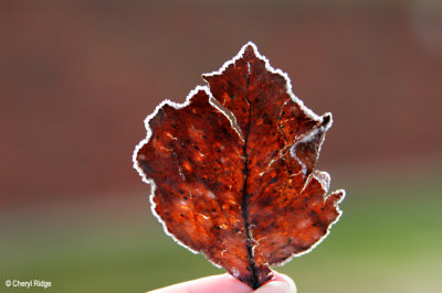 0394b- frost edged leaf