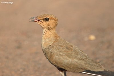 6114-pratincole.jpg