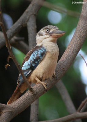 6358-blue-winged.jpg