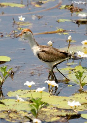 6393-jacana.jpg