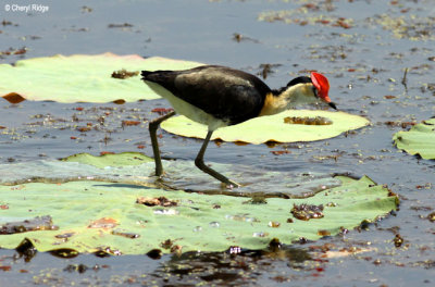 Comb-crested Jacana