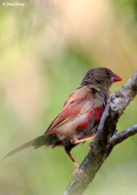 6139-crimson-finch-juv.jpg