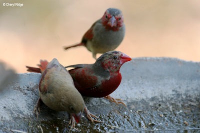 6167-crimson-finch-juv.jpg