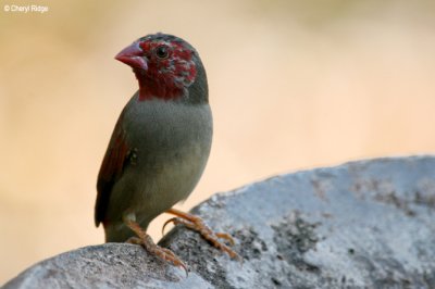 6170-crimson-finch-juv.jpg