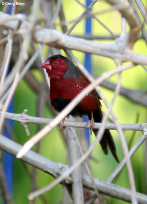 6201-crimson-finch.jpg