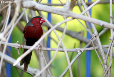 6204-crimson-finch.jpg