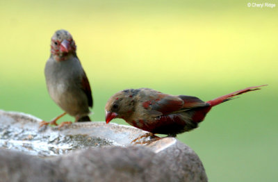 6213-crimson-finch-juv.jpg