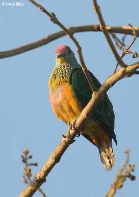 6242-fruitdove.jpg