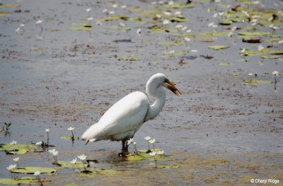 6351-egret.jpg