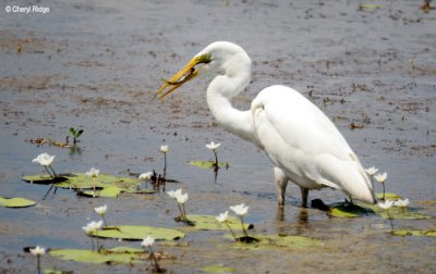 6355-egret.jpg