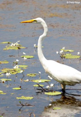 6425-egret.jpg