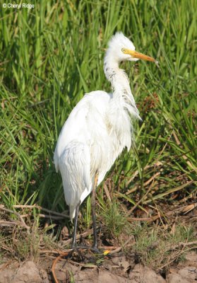 6463-egret.jpg