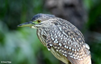 Nankeen or Rufous Night Heron