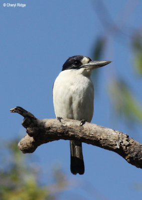 6742-fkingfisher.jpg