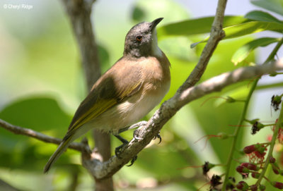 6367-rufous-bandedh.jpg