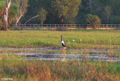 6228-jabiru-ywaters.jpg