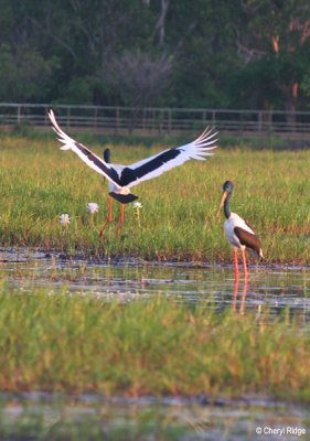 6233-jabiru-ywaters.jpg