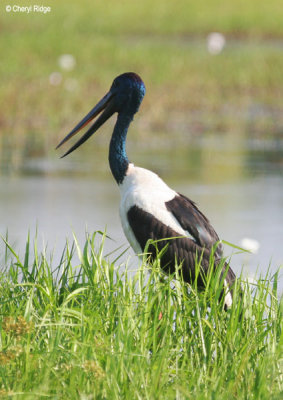 6507-jabiru-ywaters.jpg
