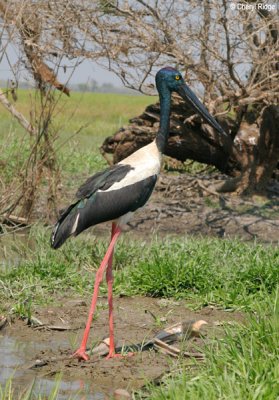 6741-jabiru.jpg