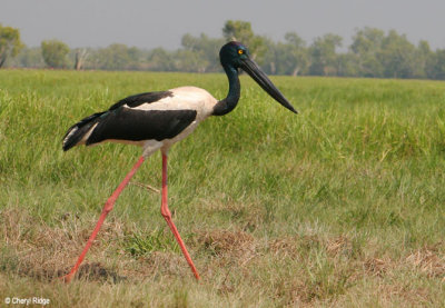 6748-jabiru.jpg