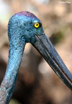 6968-jabiru.jpg