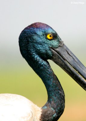 6972-jabiru.jpg