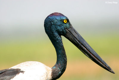 Jabiru, Black-necked Stork