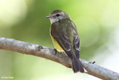 6871-lbflycatcher.jpg