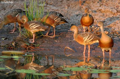 6238-whistling-ducks-ywater.jpg