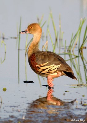 6534-whistling-ducks-ywater.jpg