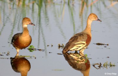 6540-whistling-ducks-ywater.jpg