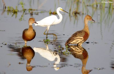 6544-whistling-ducks-ywater.jpg