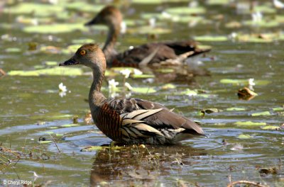 6776-whistling-ducks.jpg