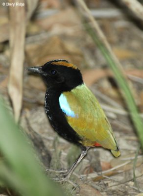 7152-rainbow-pitta.jpg