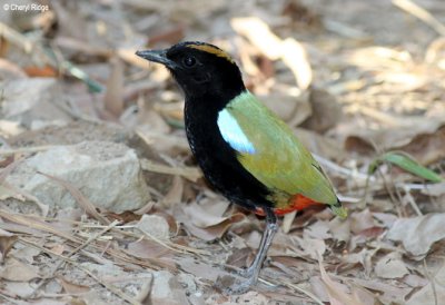 Rainbow Pitta