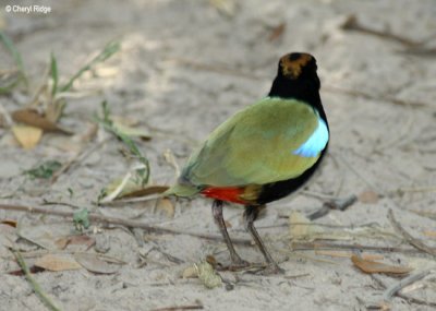 7161-rainbow-pitta.jpg