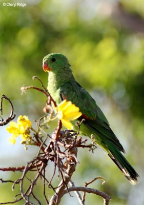 6734-redwinged-parrot.jpg