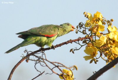 Red-winged Parrots